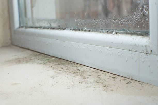 Mold Remediation for Rental Properties